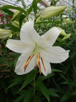 [4232 Casa Blanca 2N No02.JPG]